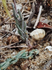 Linaria polygalifolia