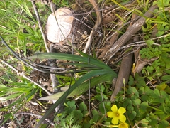 Melasphaerula graminea