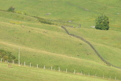 Cervus canadensis sibiricus