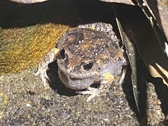 Uperoleia laevigata