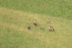 Cervus canadensis sibiricus