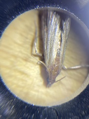 Plodia interpunctella