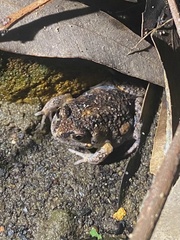 Uperoleia laevigata