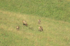 Cervus canadensis sibiricus