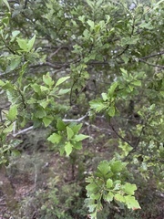 Phyllocladus alpinus