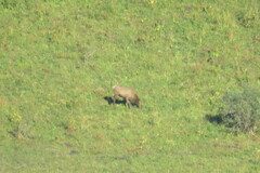 Cervus canadensis sibiricus