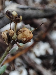 Linaria polygalifolia