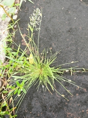 Eragrostis amabilis