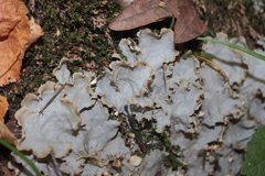 Peltigera praetextata