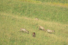 Cervus canadensis sibiricus