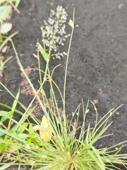 Eragrostis amabilis