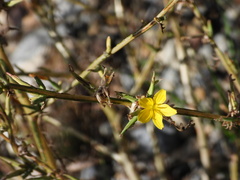 Lactuca viminea