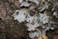 Peltigera praetextata