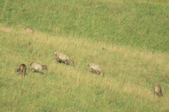 Cervus canadensis sibiricus