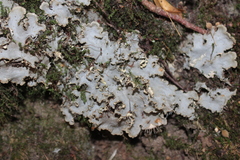 Peltigera praetextata