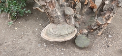 Ganoderma applanatum