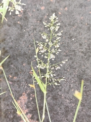 Eragrostis amabilis