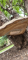 Ganoderma applanatum