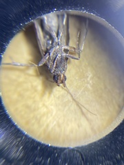 Plodia interpunctella