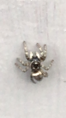 Salticus scenicus
