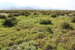 Mesembryanthemum junceum