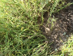 Mesembryanthemum junceum