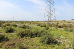 Mesembryanthemum junceum