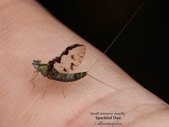 Callibaetis pictus
