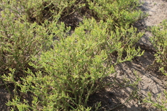 Mesembryanthemum junceum