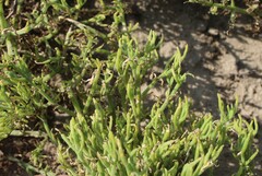 Mesembryanthemum junceum