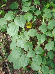 Tilia platyphyllos