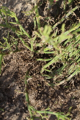 Mesembryanthemum junceum