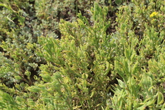 Mesembryanthemum junceum