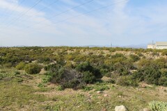 Mesembryanthemum crystallinum