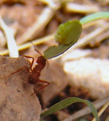 Trachymyrmex