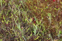 Maianthemum trifolium