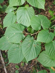 Tilia platyphyllos
