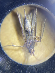 Plodia interpunctella