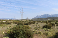 Mesembryanthemum crystallinum