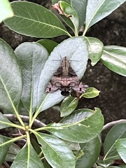 Macroglossum pyrrhosticta