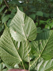 Tilia platyphyllos