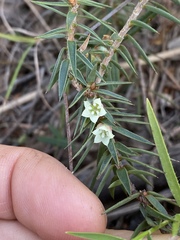 Melichrus urceolatus