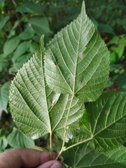 Tilia platyphyllos