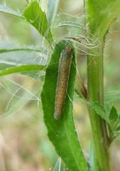 Pachyprotasis antennata