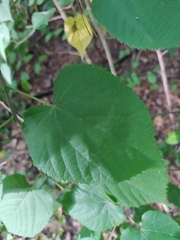 Tilia platyphyllos