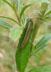 Pachyprotasis antennata