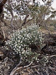 Olearia pimeleoides