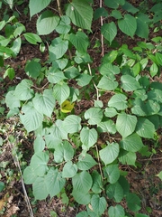 Tilia platyphyllos