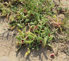 Mesembryanthemum crystallinum
