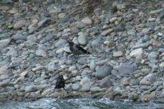 Corvus cornix × corone